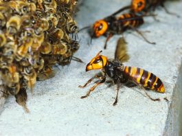 Jamtara Latest Update: Bees attack during Kali Puja in Jharkhand's Jamtara, condition of 3 people critical