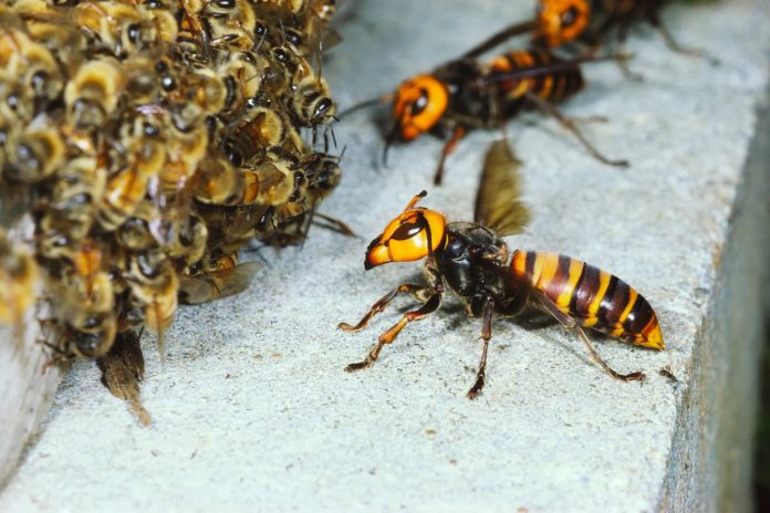 Jamtara Latest Update: Bees attack during Kali Puja in Jharkhand's Jamtara, condition of 3 people critical