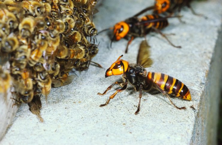 Jamtara Latest Update: Bees attack during Kali Puja in Jharkhand's Jamtara, condition of 3 people critical