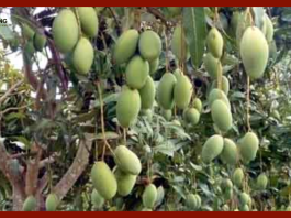 Jharkhand News! झारखंड के गुमला के किसान 50 हजार से एक लाख कमा रहे हैं......सिर्फ आम की बागवानी से