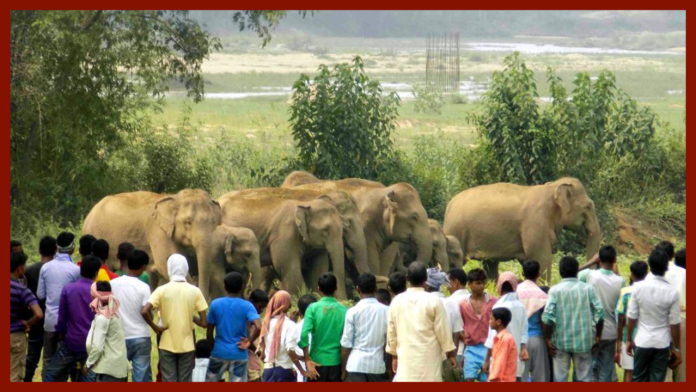 Jharkhand Latest Update : Big News! Elephant terror in Jharkhand, 26 year old man crushed to death
