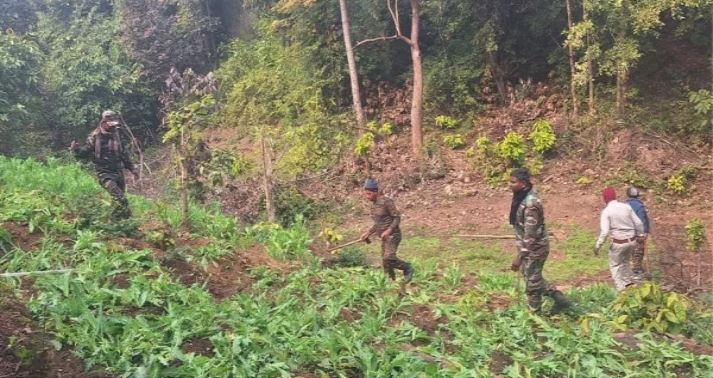 Jharkhand Breaking News! In the action of forest department in Hazaribagh, illegal opium crop was destroyed.
